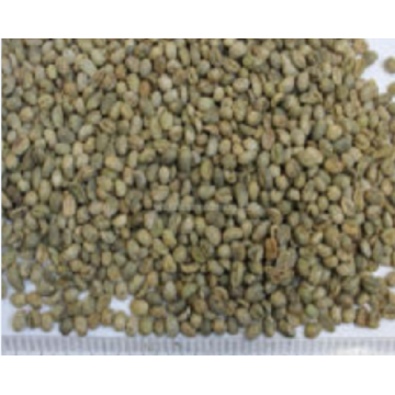 2022 hot sale Raw Coffee Beans